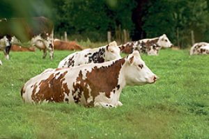 Herd-cows-lying-catalog