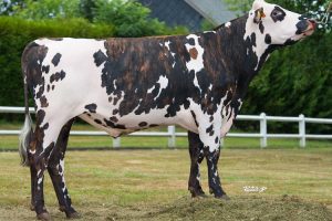 Jefroid sm Jefroid sm