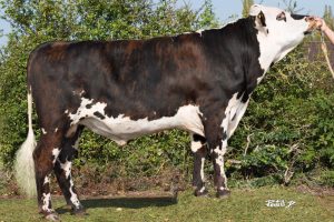 NESTAR GH (Jesse Pc x Unnoel) NESTAR GH (Jesse Pc x Unnoel)