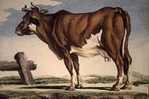 200px-Vache_cotentine