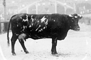 Cotentine---type---vache---Grand-Prix-Paris-1899---FD-ENV-M (1)