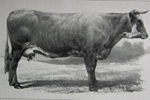 Cotentine---vache---CR-Rouen-1855