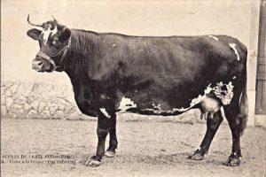 Cotentine---vache---debut-du-XXe-siecle