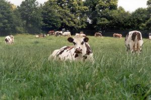 Cow lying in high grass herd in back - Copy
