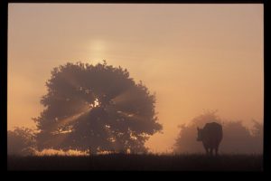 Cow tree sunset high rez 800 - Copy