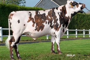 Monza resize Monza resize