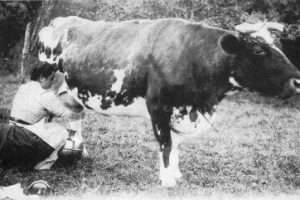 Normande_cow