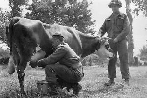 WW2-Photo-Traite-dune-vache-normande