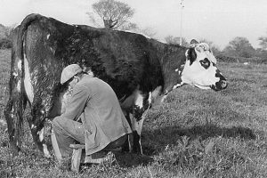 lait-080