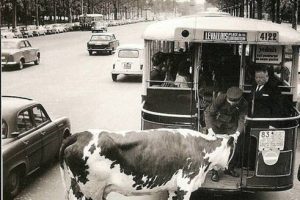 ob_72f8da_la-vache-derriere-le-bus-attachee