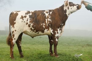 HALIBA resized 4MP HALIBA resized 4MP