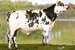 INTERPOOL sm INTERPOOL sm