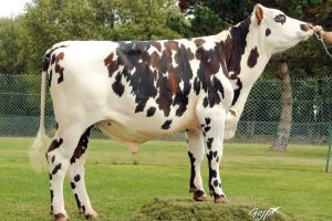 Ibernatus sm Ibernatus sm