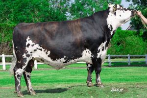 Maanonu 4MP Maanonu 4MP