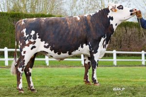 NESTHY 4MP NESTHY 4MP