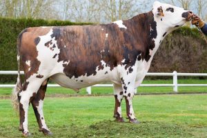 Niville 4MP Niville 4MP