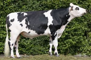 ORNO resized ORNO resized